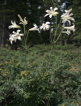 Full View of Washington Lily